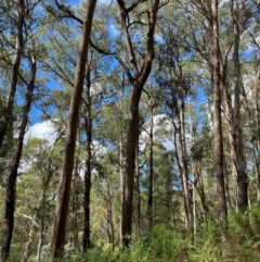 Eucalyptus radiata subsp. robertsonii (Robertson's Peppermint) at Namadgi National Park - 3 Apr 2024 by Tapirlord