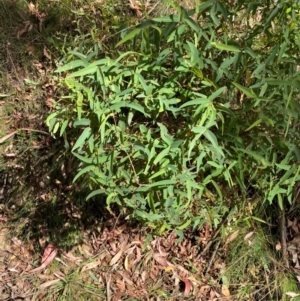 Eucalyptus radiata subsp. robertsonii at Namadgi National Park - 3 Apr 2024