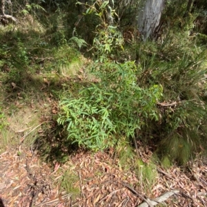 Eucalyptus radiata subsp. robertsonii at Namadgi National Park - 3 Apr 2024