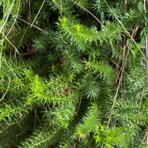 Acrotriche serrulata at Namadgi National Park - 3 Apr 2024