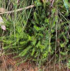 Acrotriche serrulata at Namadgi National Park - 3 Apr 2024