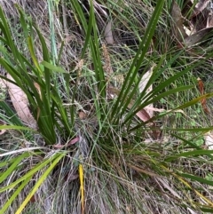 Lomandra longifolia (Spiny-headed Mat-rush, Honey Reed) at Cotter River, ACT - 3 Apr 2024 by Tapirlord