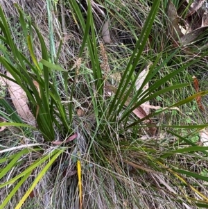 Lomandra longifolia at Namadgi National Park - 3 Apr 2024