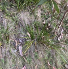 Lomandra longifolia at Namadgi National Park - 3 Apr 2024