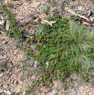 Acaena novae-zelandiae (Bidgee Widgee) at Namadgi National Park - 3 Apr 2024 by Tapirlord