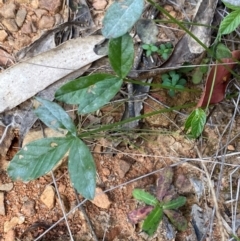 Cullen microcephalum (Dusky Scurf-pea) at Cotter River, ACT - 3 Apr 2024 by Tapirlord