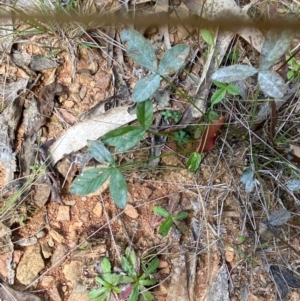 Cullen microcephalum at Namadgi National Park - 3 Apr 2024