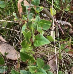 Platylobium montanum subsp. montanum (Mountain Flat Pea) at Cotter River, ACT - 3 Apr 2024 by Tapirlord