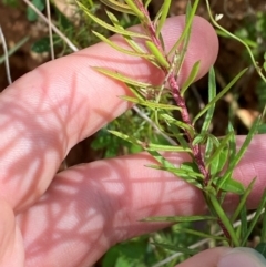 Persoonia chamaepeuce (Dwarf Geebung) at Cotter River, ACT - 3 Apr 2024 by Tapirlord