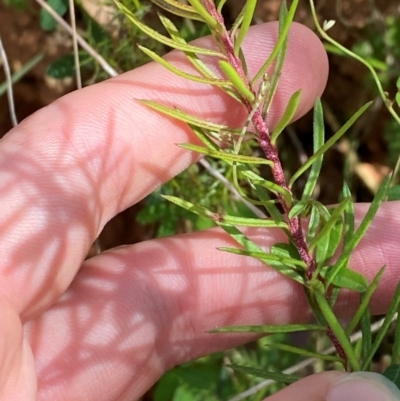 Persoonia chamaepeuce (Dwarf Geebung) at Cotter River, ACT - 3 Apr 2024 by Tapirlord