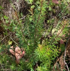 Persoonia chamaepeuce at Namadgi National Park - 3 Apr 2024 12:47 PM