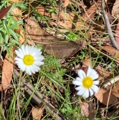 Brachyscome aculeata (Hill Daisy) at Namadgi National Park - 3 Apr 2024 by Tapirlord