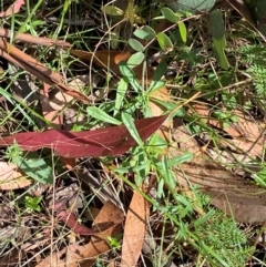 Brachyscome aculeata at Namadgi National Park - 3 Apr 2024 12:46 PM