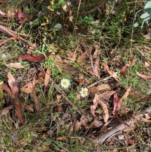 Brachyscome aculeata at Namadgi National Park - 3 Apr 2024 12:46 PM