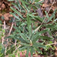 Olearia erubescens (Silky Daisybush) at Cotter River, ACT - 3 Apr 2024 by Tapirlord