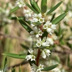 Monotoca scoparia (Broom Heath) at Cotter River, ACT - 3 Apr 2024 by Tapirlord