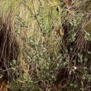 Monotoca scoparia at Namadgi National Park - 3 Apr 2024