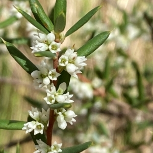 Monotoca scoparia at Namadgi National Park - 3 Apr 2024 12:46 PM