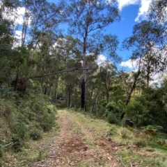 Eucalyptus delegatensis subsp. delegatensis (Alpine Ash) at Cotter River, ACT - 3 Apr 2024 by Tapirlord