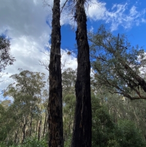 Eucalyptus delegatensis subsp. delegatensis at Namadgi National Park - 3 Apr 2024