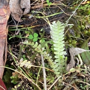 Blechnum penna-marina subsp. alpina at Namadgi National Park - 3 Apr 2024 12:26 PM