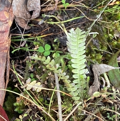 Blechnum penna-marina subsp. alpina (Alpine Water Fern) at Cotter River, ACT - 3 Apr 2024 by Tapirlord