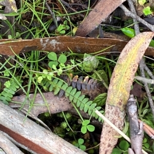 Blechnum penna-marina subsp. alpina at Namadgi National Park - 3 Apr 2024 12:26 PM