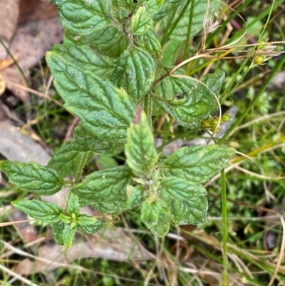Mentha laxiflora (Forest Mint) at Cotter River, ACT - 3 Apr 2024 by Tapirlord