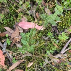 Mentha laxiflora at Namadgi National Park - 3 Apr 2024