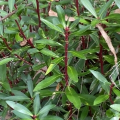 Tasmannia lanceolata (Mountain Pepper) at Cotter River, ACT - 3 Apr 2024 by Tapirlord