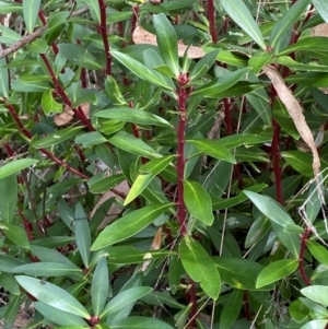 Tasmannia lanceolata at Namadgi National Park - 3 Apr 2024