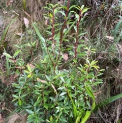 Tasmannia lanceolata at Namadgi National Park - 3 Apr 2024