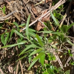 Acacia melanoxylon (Blackwood) at Cotter River, ACT - 3 Apr 2024 by Tapirlord