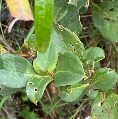 Coprosma hirtella (Currant Bush) at Cotter River, ACT - 3 Apr 2024 by Tapirlord