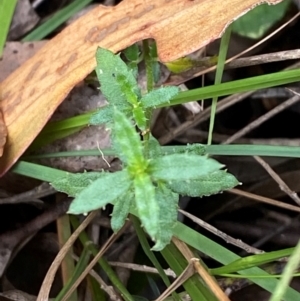 Gonocarpus tetragynus at Namadgi National Park - 3 Apr 2024