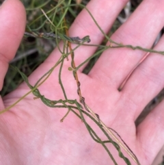 Cassytha pubescens (Devil's Twine) at Cotter River, ACT - 3 Apr 2024 by Tapirlord