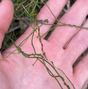 Cassytha pubescens at Namadgi National Park - 3 Apr 2024