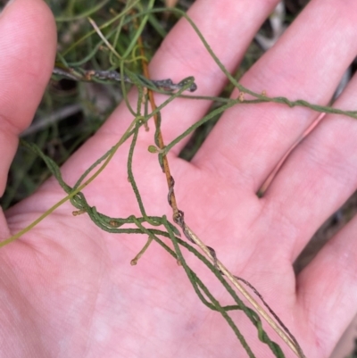 Cassytha pubescens (Devil's Twine) at Cotter River, ACT - 3 Apr 2024 by Tapirlord