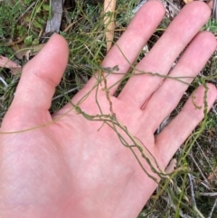 Cassytha pubescens at Namadgi National Park - 3 Apr 2024