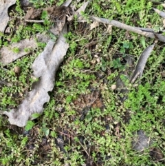 Hypericum japonicum at Namadgi National Park - 3 Apr 2024