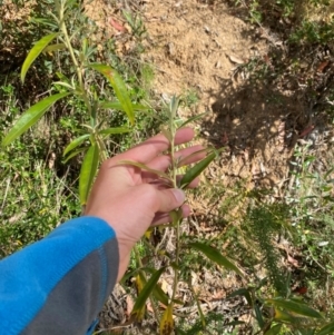 Ozothamnus stirlingii at Namadgi National Park - 3 Apr 2024