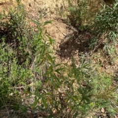 Ozothamnus stirlingii at Namadgi National Park - 3 Apr 2024