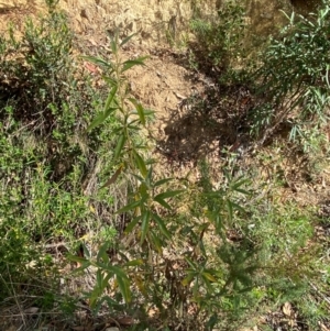 Ozothamnus stirlingii at Namadgi National Park - 3 Apr 2024