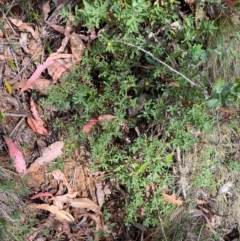 Hibbertia obtusifolia (Grey Guinea-flower) at Namadgi National Park - 3 Apr 2024 by Tapirlord