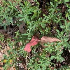 Hibbertia obtusifolia at Namadgi National Park - 3 Apr 2024 11:50 AM