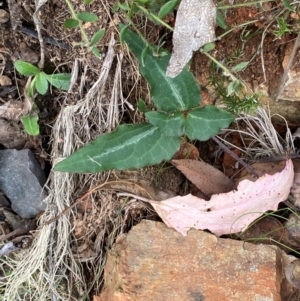 Clematis aristata at Namadgi National Park - 3 Apr 2024