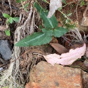 Clematis aristata at Namadgi National Park - 3 Apr 2024