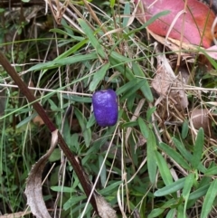 Billardiera macrantha (Mountain Appleberry) at Namadgi National Park - 3 Apr 2024 by Tapirlord