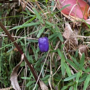 Billardiera macrantha at Namadgi National Park - 3 Apr 2024