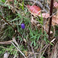 Billardiera macrantha at Namadgi National Park - 3 Apr 2024